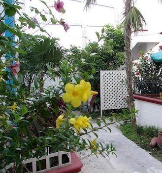 Alicia's Cozumel